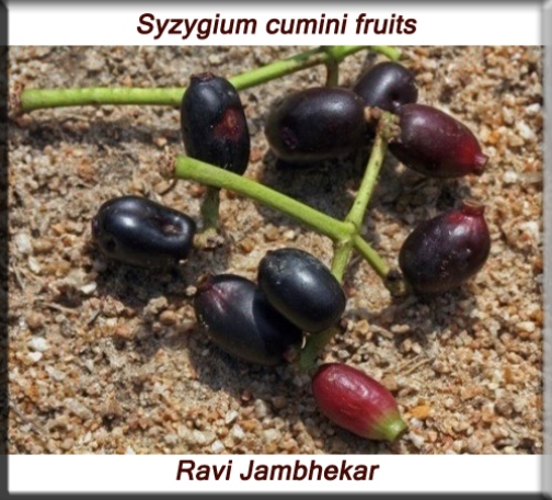 Syzygium cumini fruits fruit